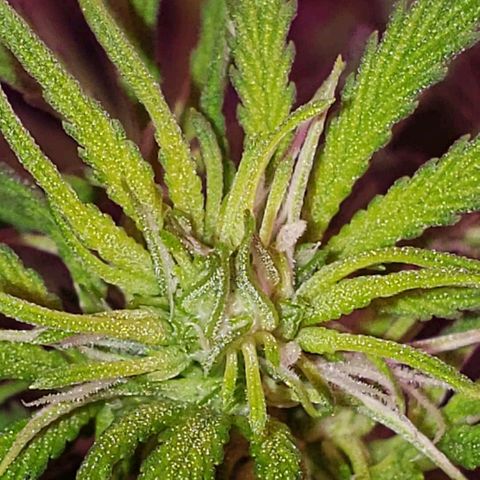 Sour Diesel growlog timeline photo