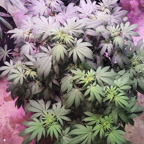 Sour Diesel growlog timeline photo
