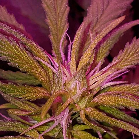 Sour Diesel growlog timeline photo