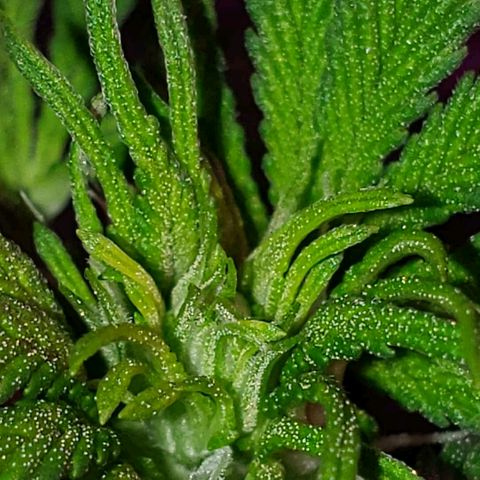 Sour Diesel growlog timeline photo