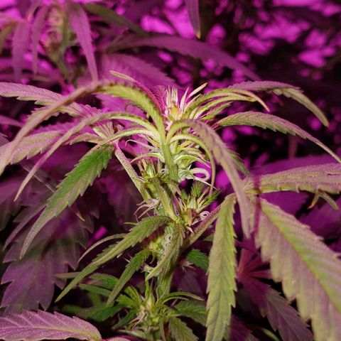 Sour Diesel growlog timeline photo
