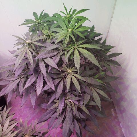 SMANS Blueberry Freebies #1 growlog photo: The only one left