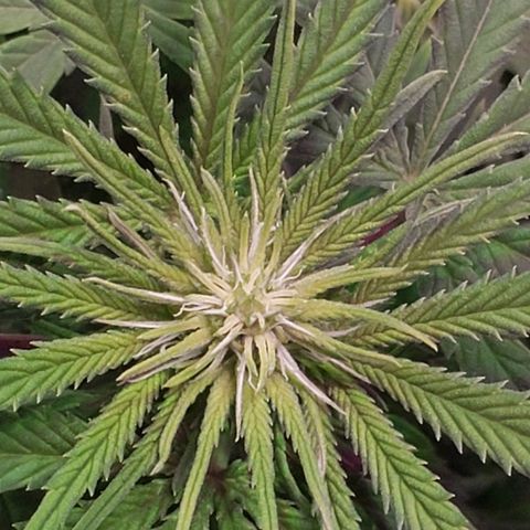 Sour Diesel growlog timeline photo