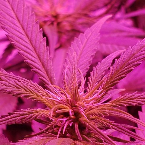 Sour Diesel growlog timeline photo