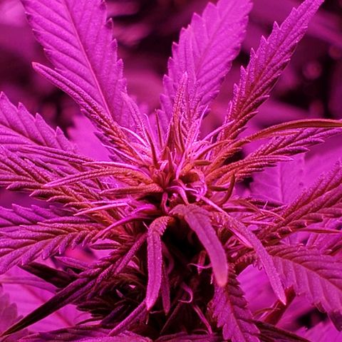 Sour Diesel growlog timeline photo