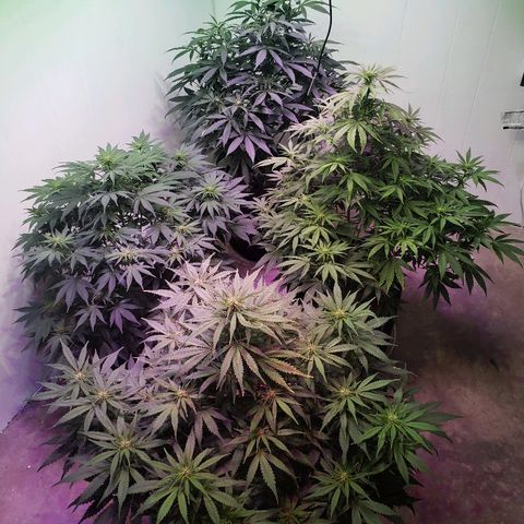 Sour Diesel growlog timeline photo