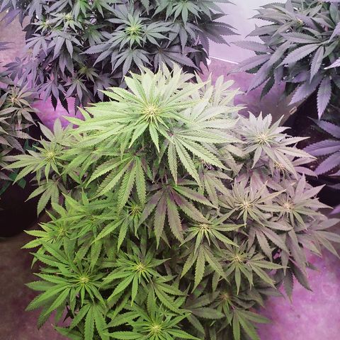 Sour Diesel growlog timeline photo