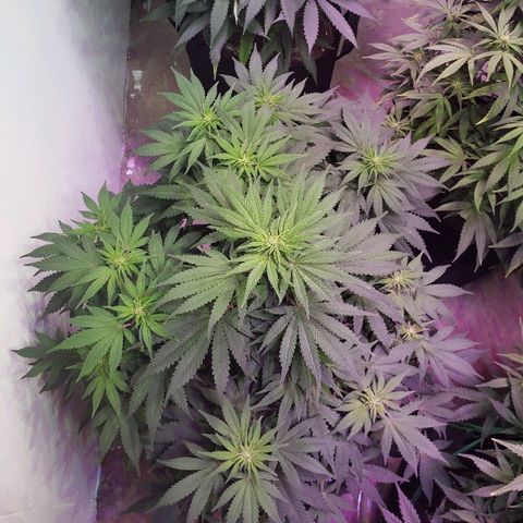 Sour Diesel growlog timeline photo