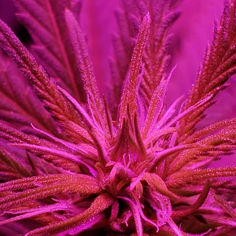Sour Diesel growlog timeline photo