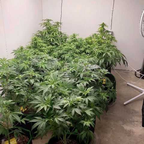 Sour Diesel growlog timeline photo