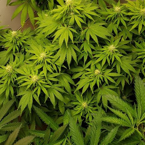 Sour Diesel growlog timeline photo