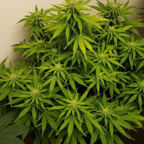 Sour Diesel growlog timeline photo