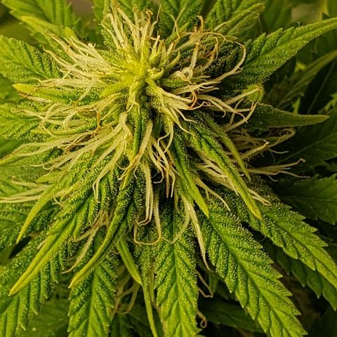 Sour Diesel growlog timeline photo
