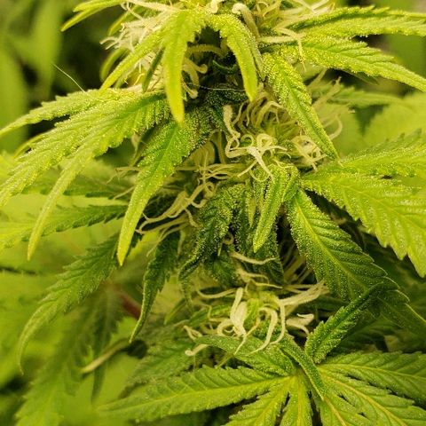 Sour Diesel growlog timeline photo