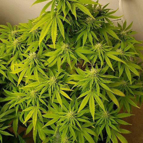 Sour Diesel growlog timeline photo