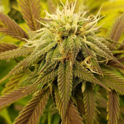 SMANS Blueberry Freebies #1 growlog timeline photo