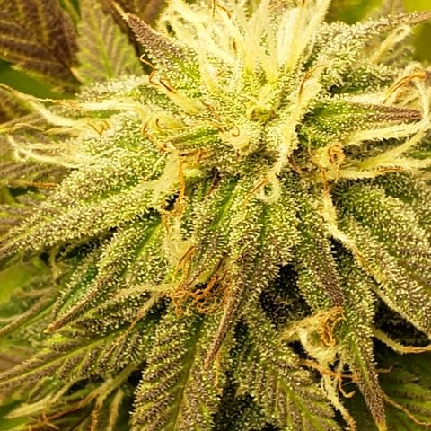 SMANS Blueberry Freebies #1 growlog timeline photo