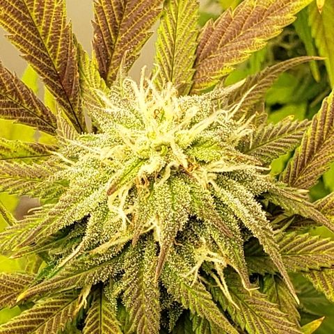 SMANS Blueberry Freebies #1 growlog timeline photo