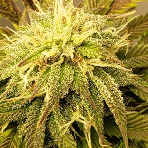 SMANS Blueberry Freebies #1 growlog timeline photo