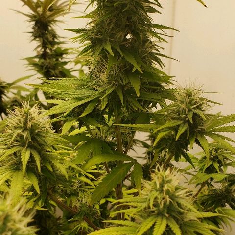 Sour Diesel growlog timeline photo