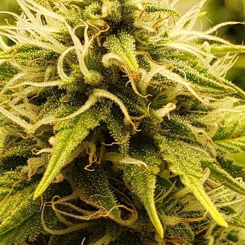 Sour Diesel growlog timeline photo