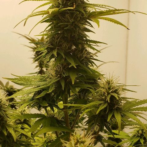 Sour Diesel growlog timeline photo