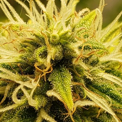 Sour Diesel growlog timeline photo