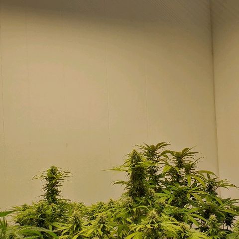 Sour Diesel growlog timeline photo