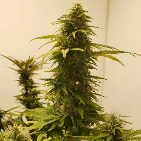 Sour Diesel growlog timeline photo