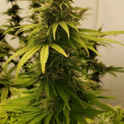 Sour Diesel growlog timeline photo