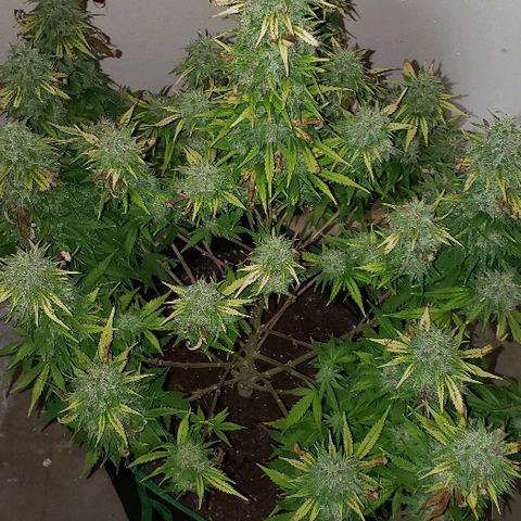 Sour Diesel growlog timeline photo