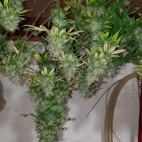 Sour Diesel growlog timeline photo