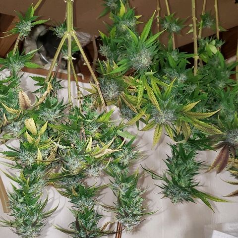 Sour Diesel growlog timeline photo