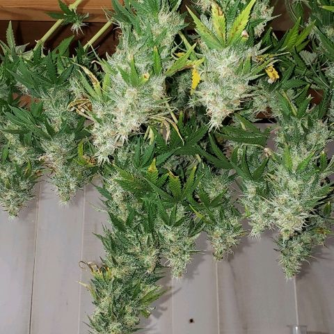 Sour Diesel growlog timeline photo
