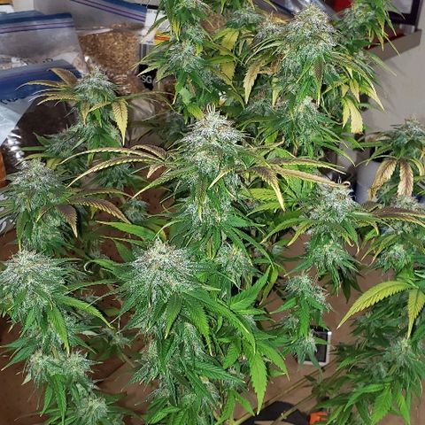 Sour Diesel growlog timeline photo