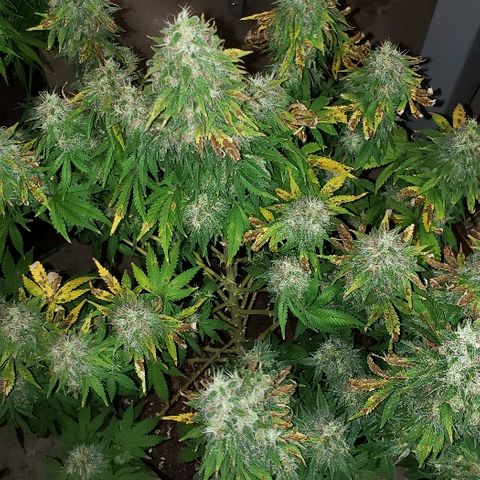 Sour Diesel growlog timeline photo