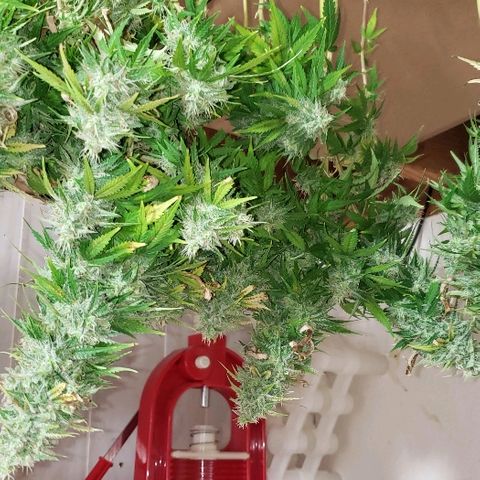 Sour Diesel growlog timeline photo