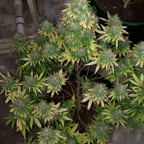 Sour Diesel growlog timeline photo