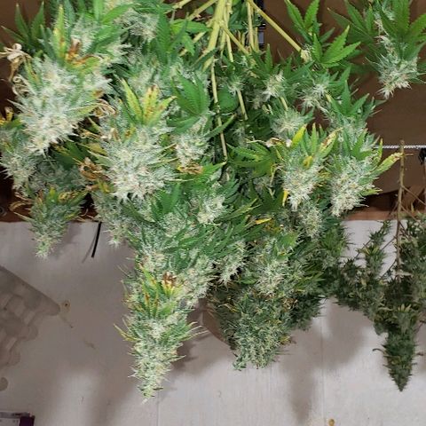 Sour Diesel growlog timeline photo