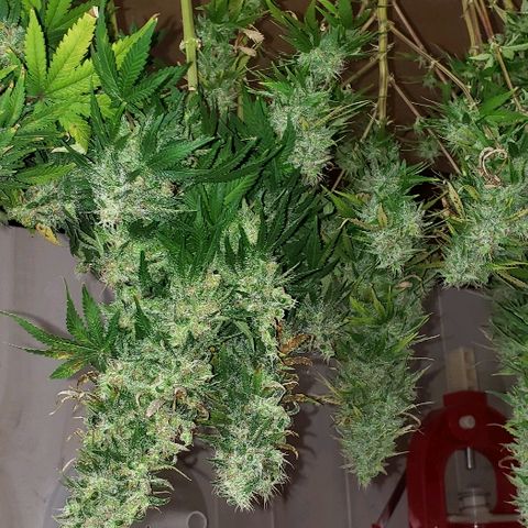 Sour Diesel growlog timeline photo