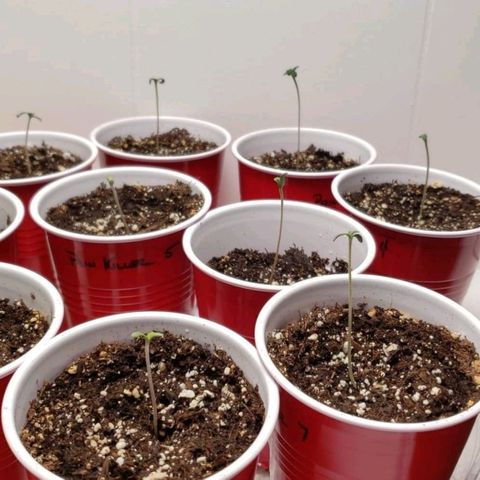 Pain Killer - Competition Grow (10 beans) growlog photo: 10 out of 10 beans are sprouted and looking great!