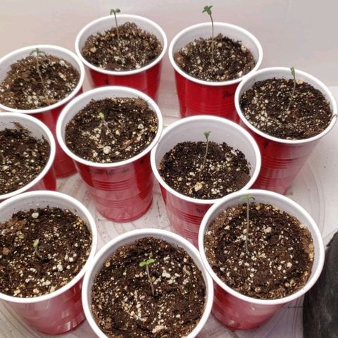 Pain Killer - Competition Grow (10 beans) growlog photo: 10 out of 10 beans are sprouted and looking great!