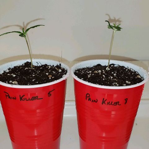 Pain Killer - Competition Grow (10 beans) growlog timeline photo