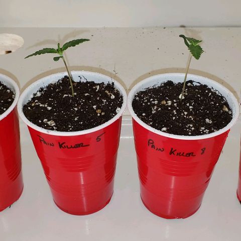 Pain Killer - Competition Grow (10 beans) growlog photo: My 4 plants chosen for round 1 of the competition 