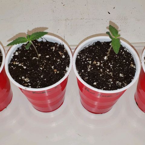 Pain Killer - Competition Grow (10 beans) growlog photo: My 4 plants chosen for round 1 of the competition 