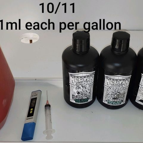 Pain Killer - Competition Grow (10 beans) growlog timeline photo