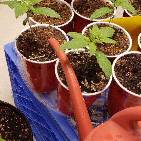 Pain Killer - Competition Grow (10 beans) growlog timeline photo