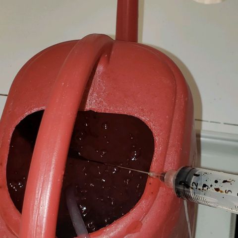 Pain Killer - Competition Grow (10 beans) growlog timeline photo