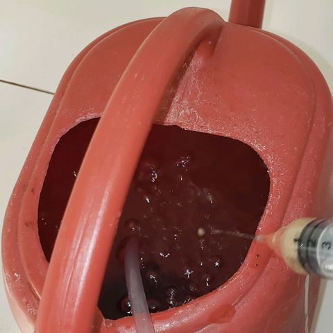 Pain Killer - Competition Grow (10 beans) growlog timeline photo