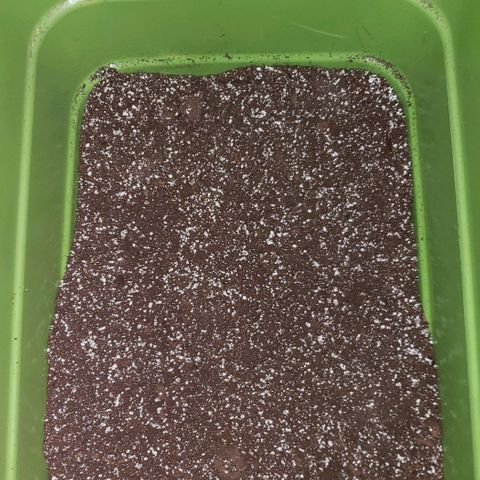 Pain Killer - Competition Grow (10 beans) growlog timeline photo